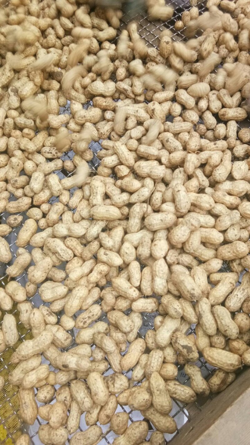 大量供应大白沙四粒红鲜花生，产地直发，量大从优