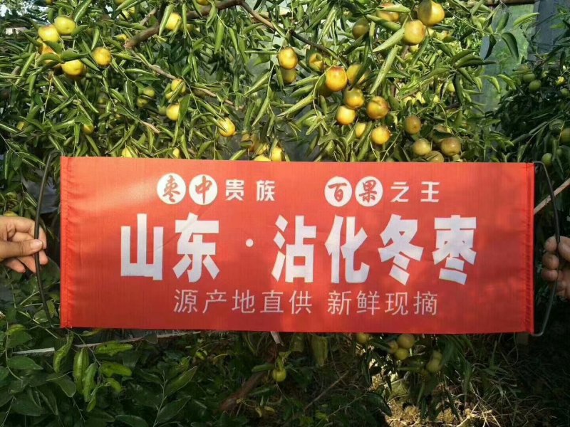沾化冬枣