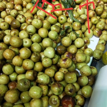 沾化冬枣