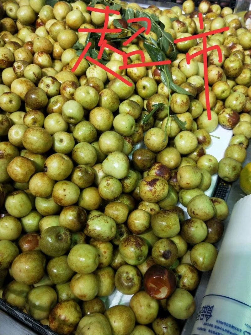沾化冬枣