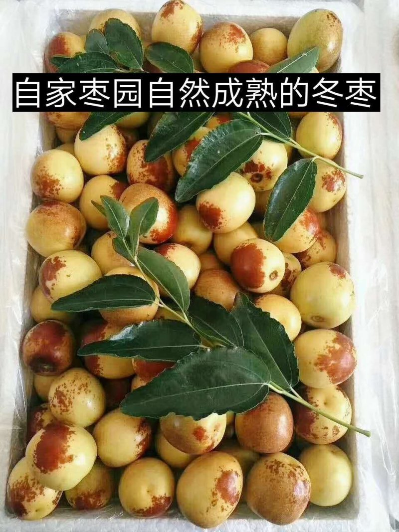 沾化冬枣