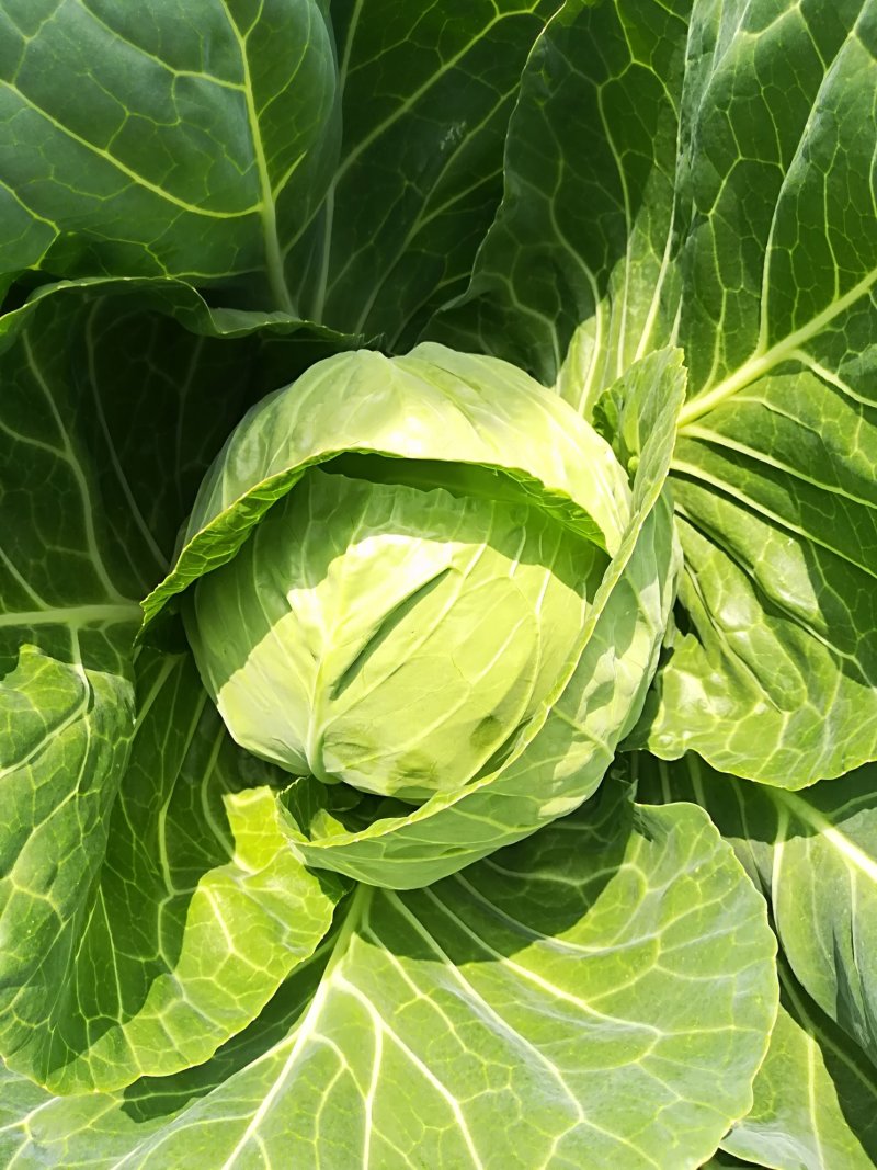 【产区直供】张家口蔬菜基地现货供应甘蓝菜好软度合适无虫眼