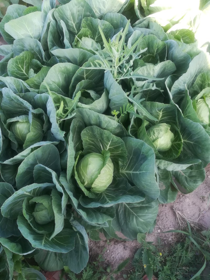 【产区直供】张家口蔬菜基地现货供应甘蓝菜好软度合适无虫眼