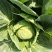 【产区直供】张家口蔬菜基地现货供应甘蓝菜好软度合适无虫眼