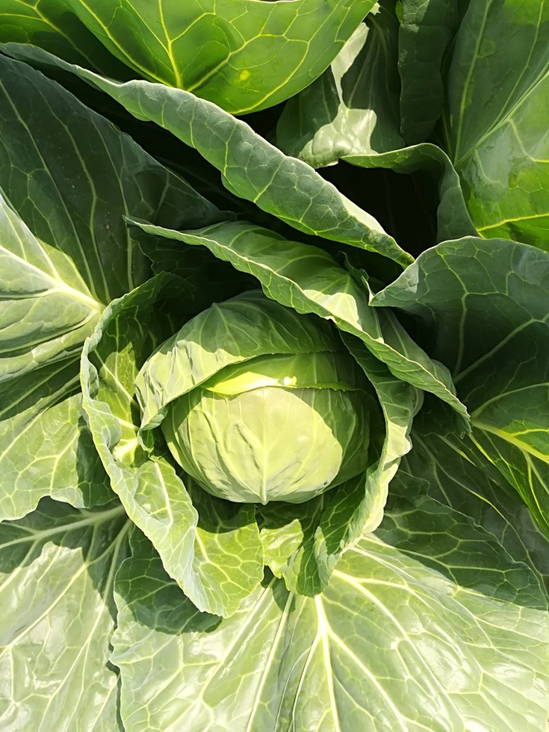 【产区直供】张家口蔬菜基地现货供应甘蓝菜好软度合适无虫眼