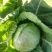 【产区直供】张家口蔬菜基地现货供应甘蓝菜好软度合适无虫眼