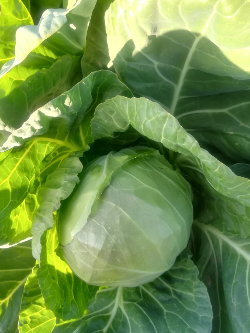 【产区直供】张家口蔬菜基地现货供应甘蓝菜好软度合适无虫眼