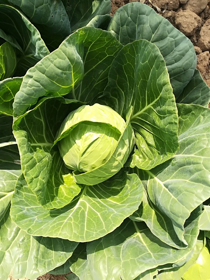 【产区直供】张家口蔬菜基地现货供应甘蓝菜好软度合适无虫眼