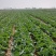 【产区直供】张家口蔬菜基地现货供应甘蓝菜好软度合适无虫眼