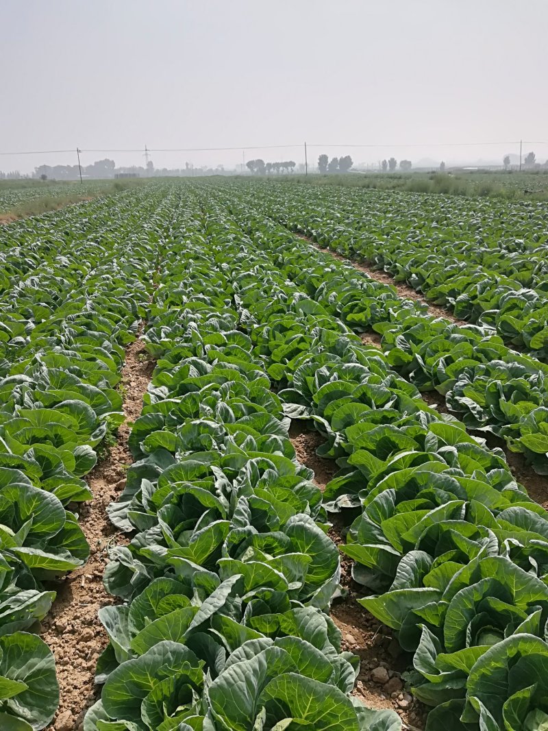 【产区直供】张家口蔬菜基地现货供应甘蓝菜好软度合适无虫眼