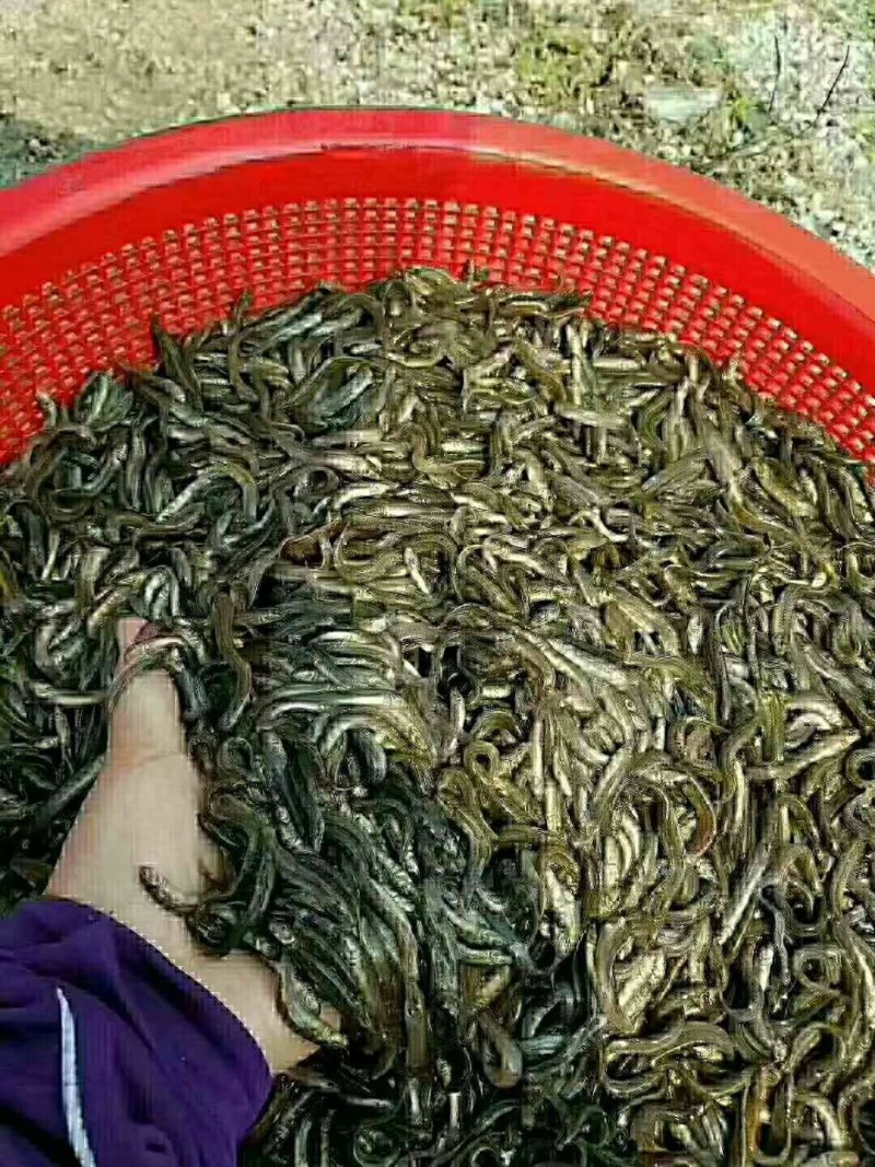 台湾泥鳅，量大从优，现货发