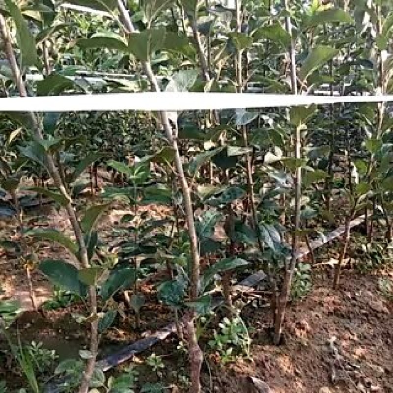 水蜜桃苹果树苗直径1cm～2cm的苹果树