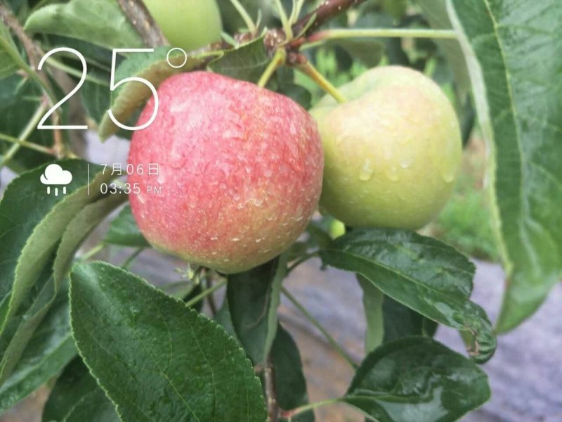 水蜜桃苹果树苗直径1cm～2cm的苹果树