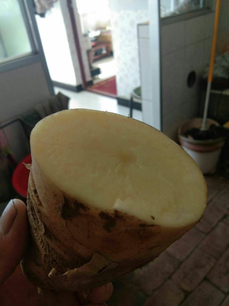 土豆
