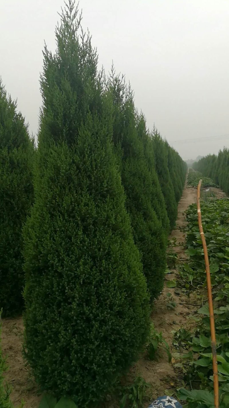 望都塔桧刺柏圆柏侩柏塔侩北京桧