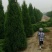 望都塔桧刺柏圆柏侩柏塔侩北京桧