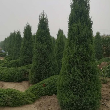 望都塔桧刺柏圆柏侩柏塔侩北京桧
