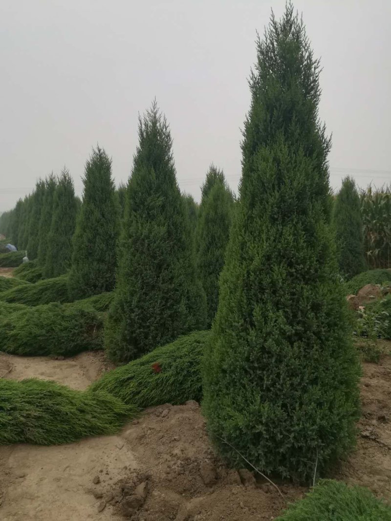 望都塔桧刺柏圆柏侩柏塔侩北京桧