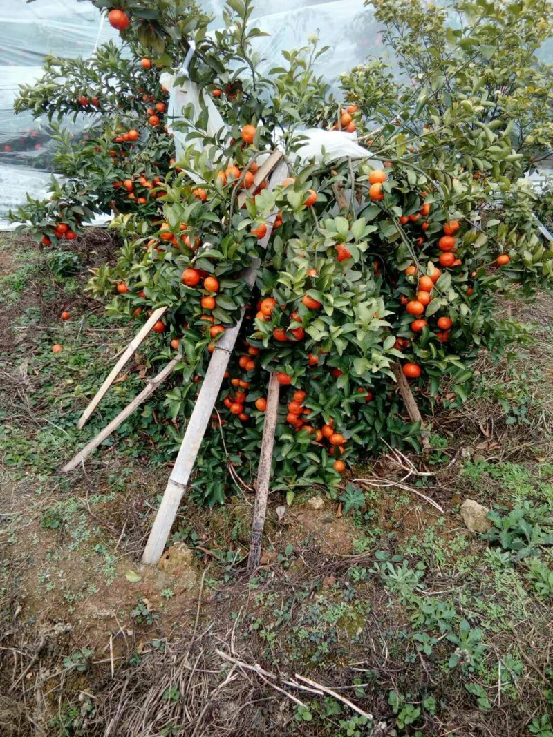 砂糖橘青皮果
