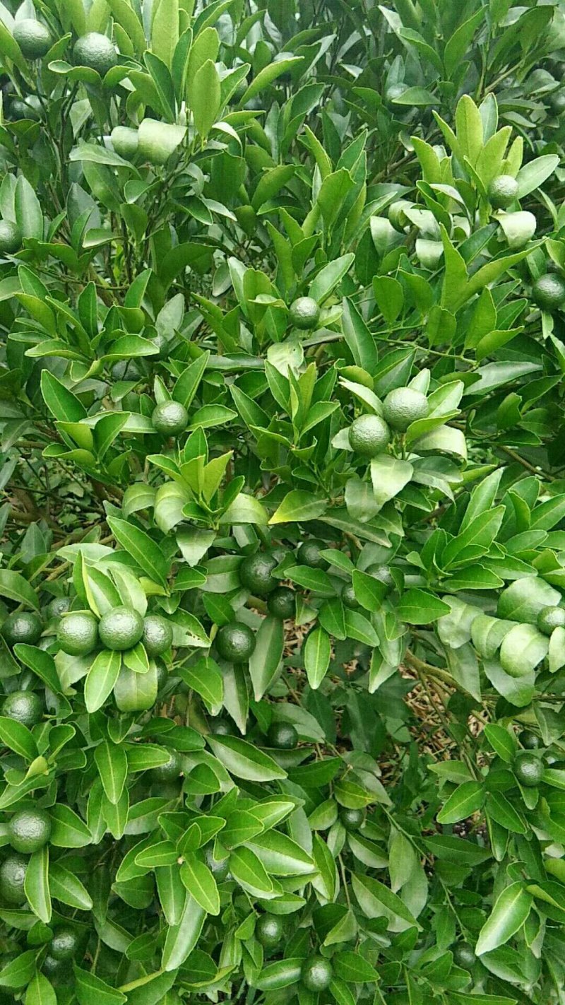砂糖橘青皮果
