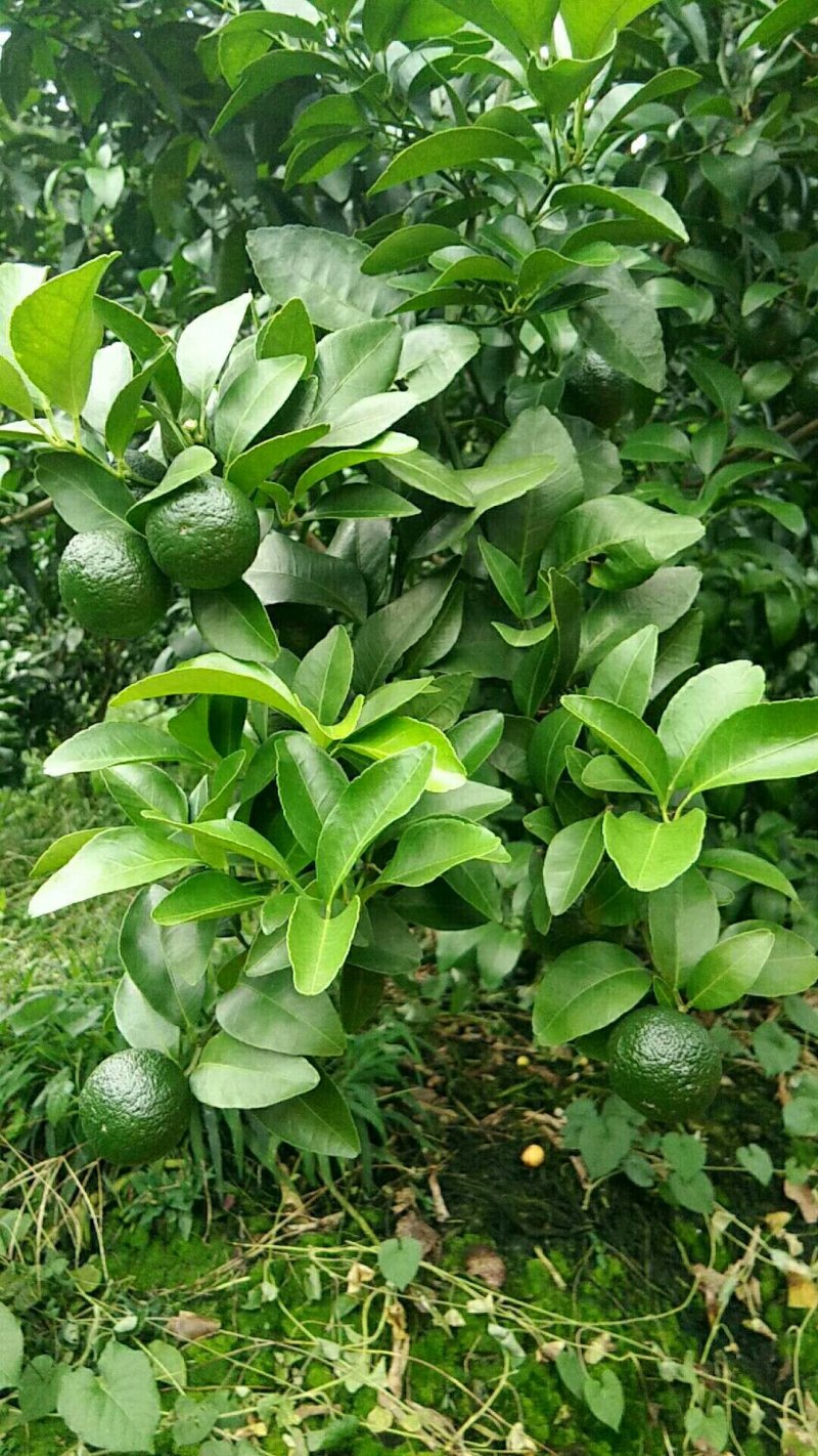 砂糖橘青皮果