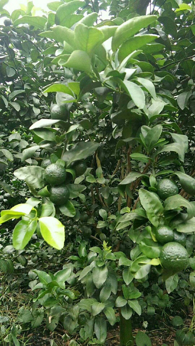 砂糖橘青皮果