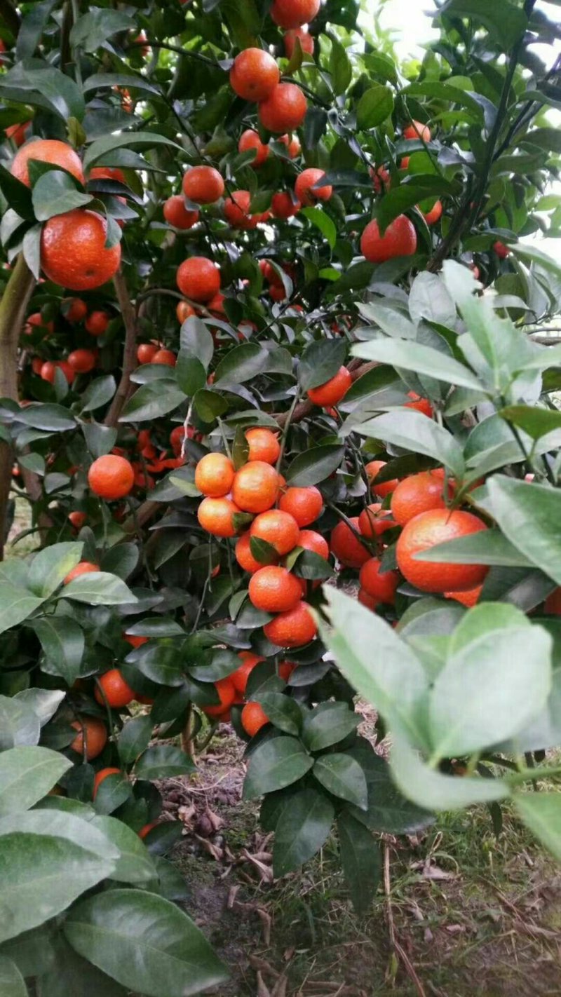砂糖橘青皮果