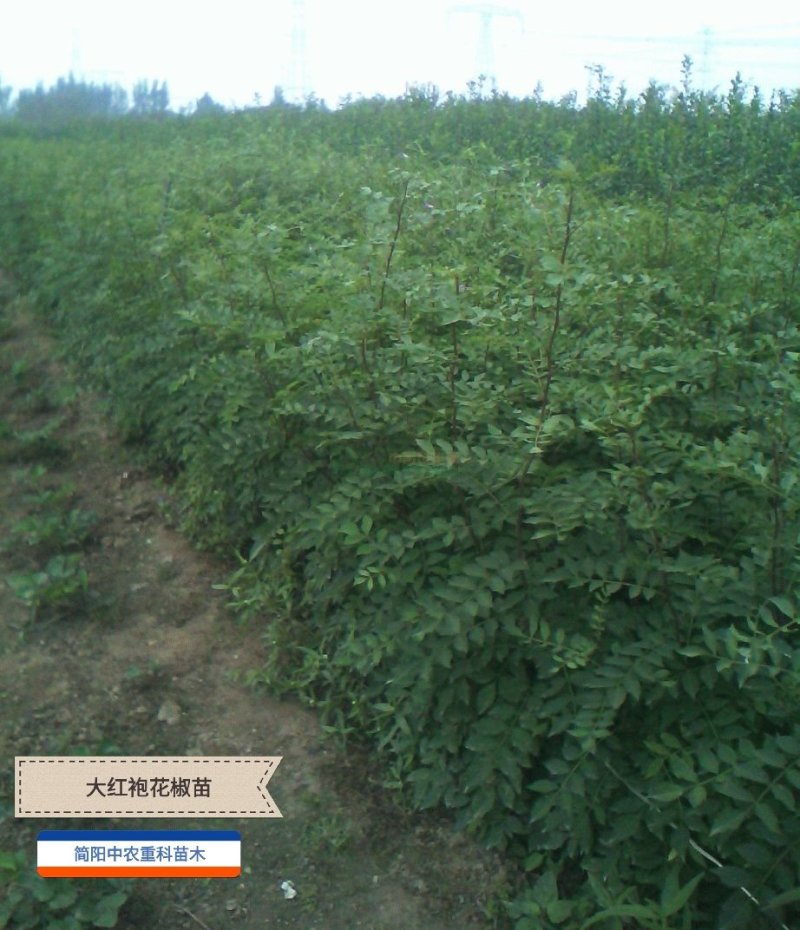 大红袍花椒苗