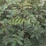 大红袍花椒苗