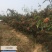 大红袍花椒苗