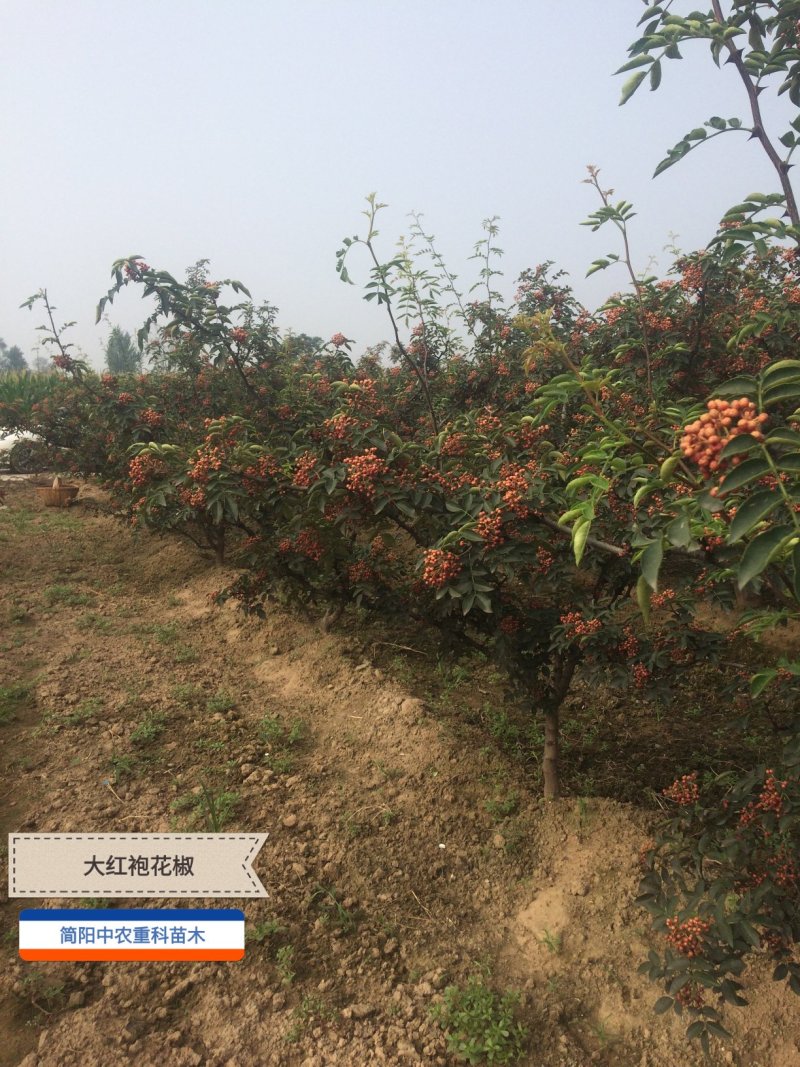 大红袍花椒苗