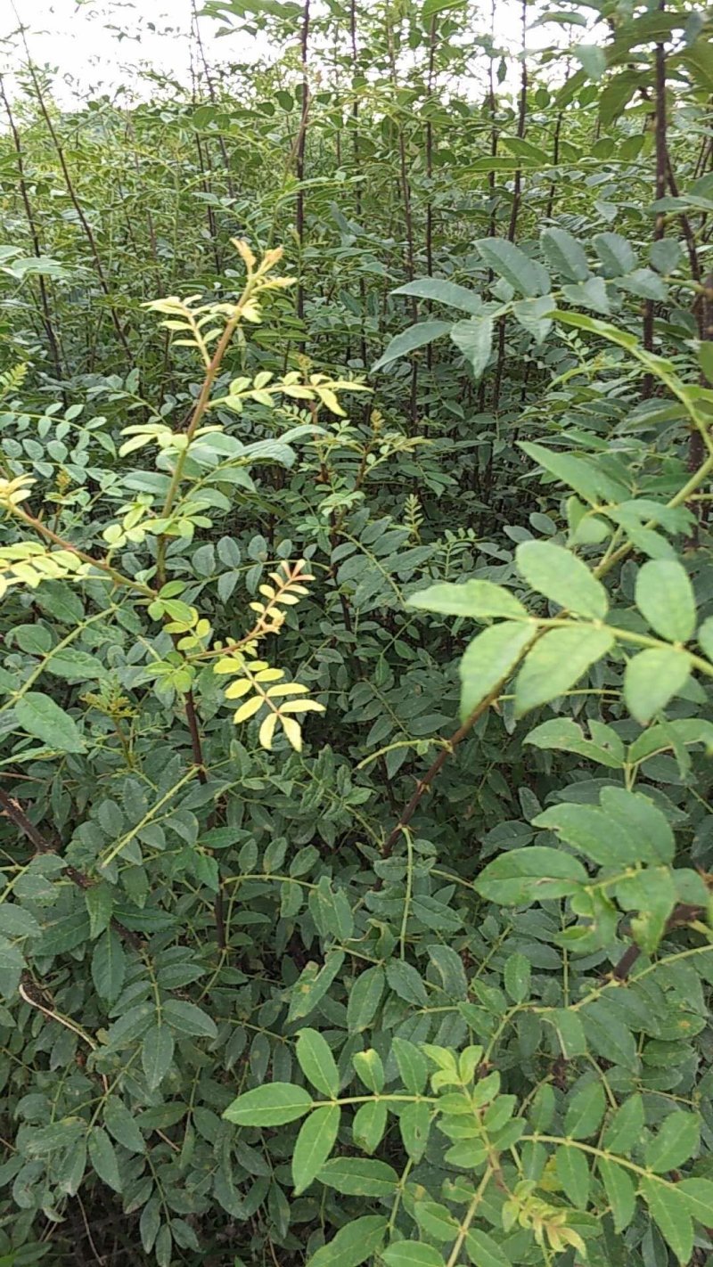 大红袍花椒苗