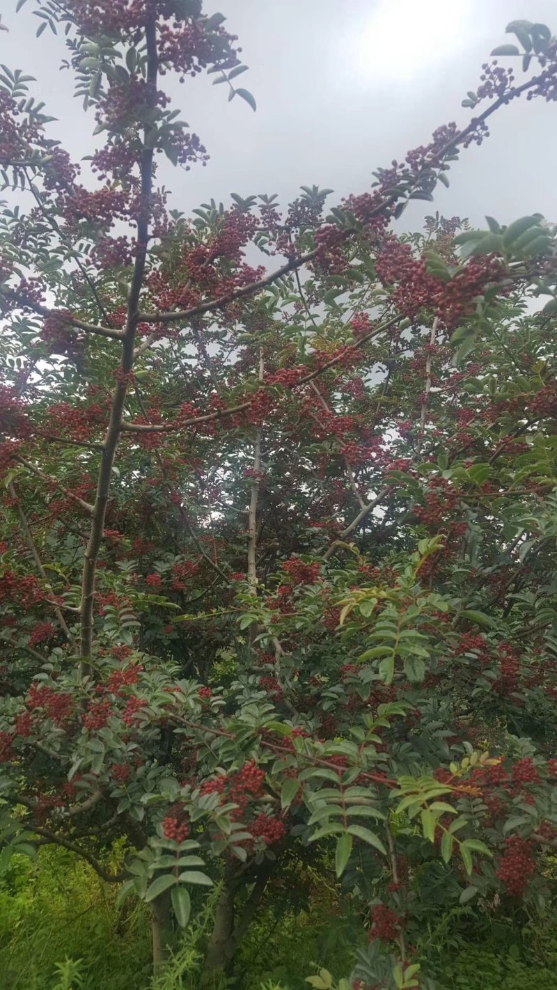 大红袍花椒苗