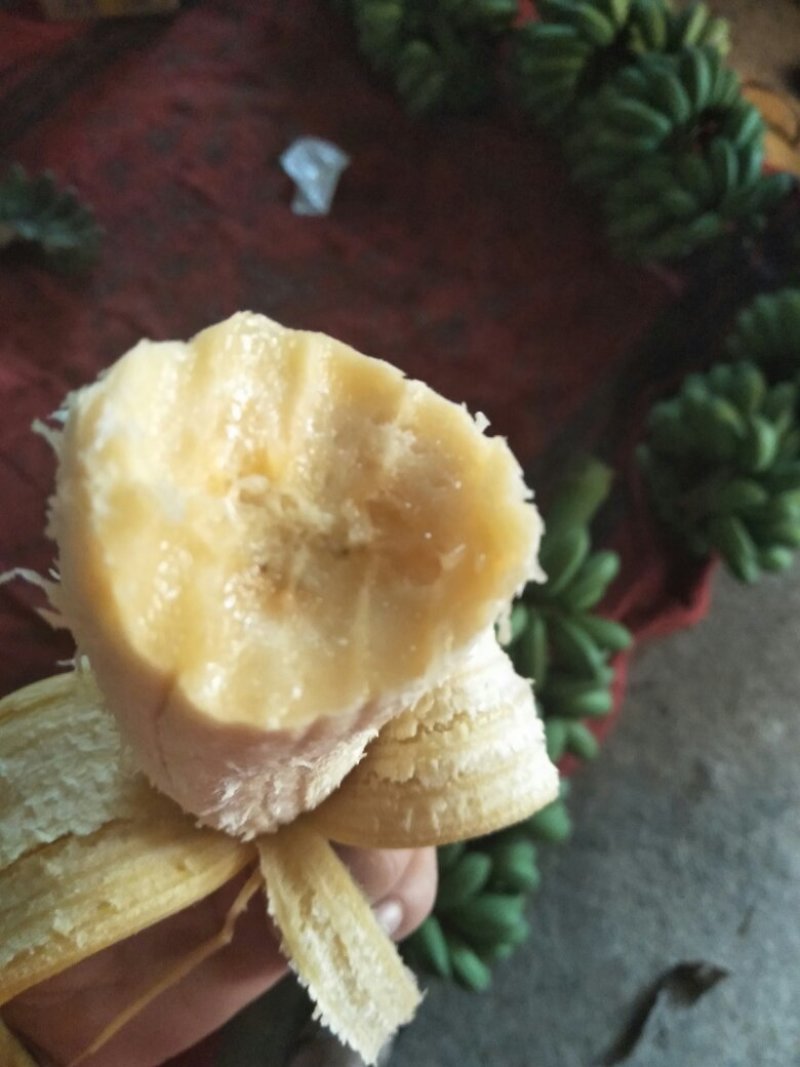 自家种的土芭蕉35元8斤包邮，现砍现发，不放催熟剂
