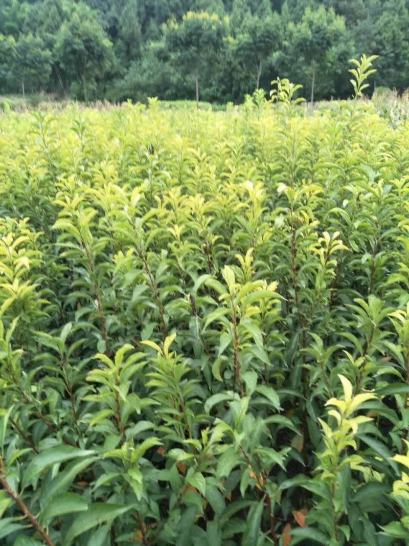 青脆李子苗，基地直供，实地考察，量大从优，支持快递
