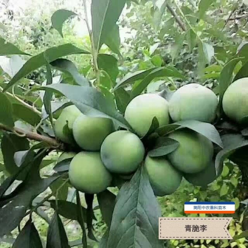 青脆李子苗，基地直供，实地考察，量大从优，支持快递