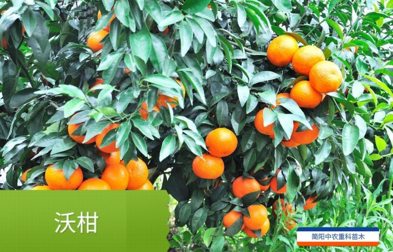 沃柑苗，基地直供，实地考察，量大从优，支持快递