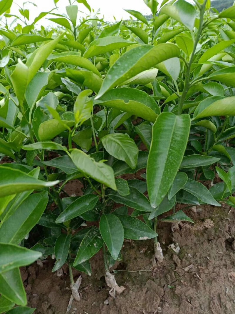 沃柑苗，基地直供，实地考察，量大从优，支持快递