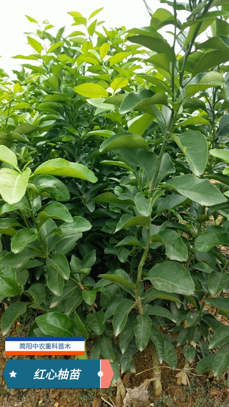 红心柚苗，红心蜜柚基地直供，量大从优，实地考察