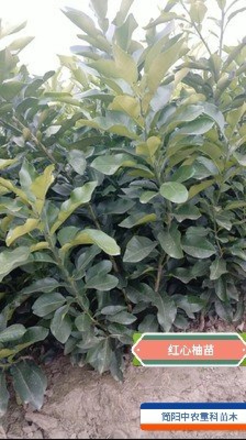 红心柚苗，红心蜜柚基地直供，量大从优，实地考察