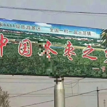 沾化冬枣