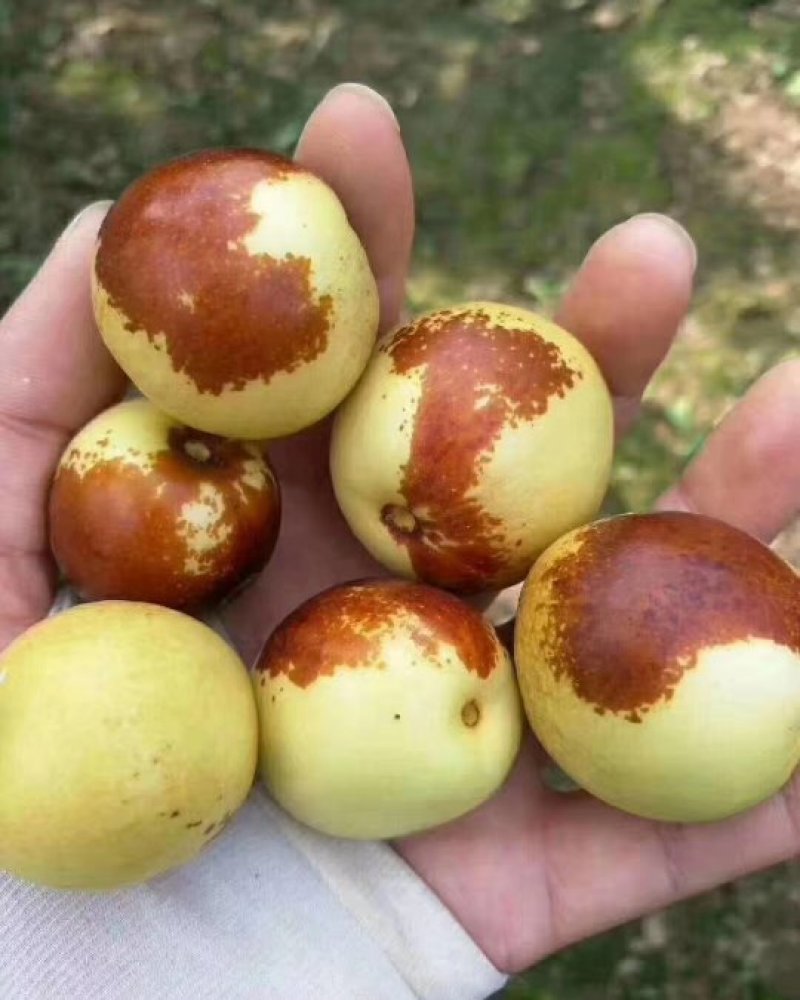 沾化冬枣