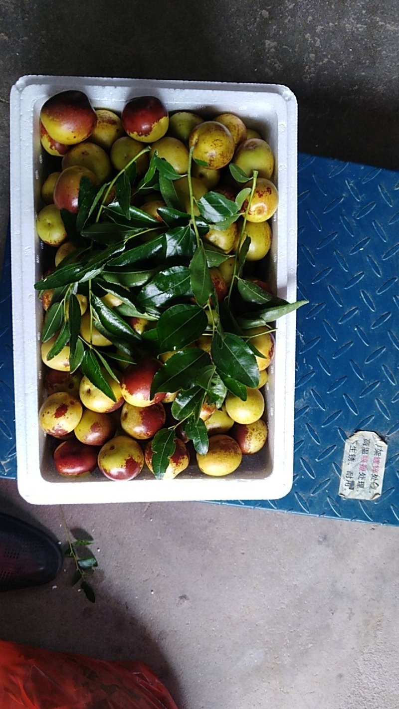 沾化冬枣