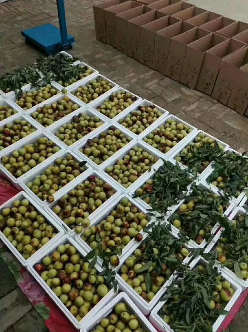 沾化冬枣