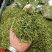 云南丽江野生金银花一斤250块