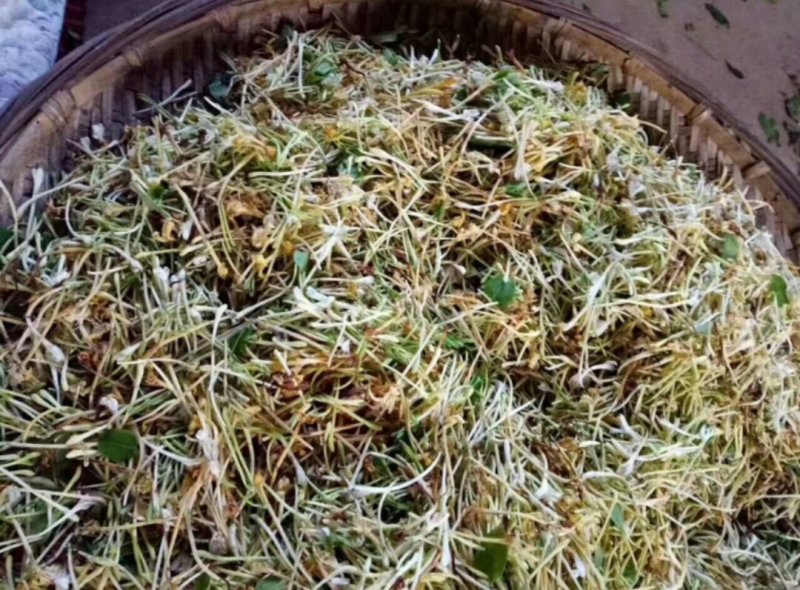 云南丽江野生金银花一斤250块