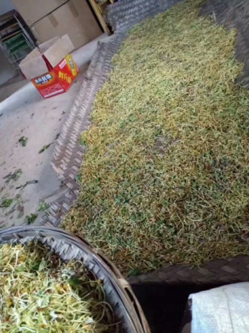 云南丽江野生金银花一斤250块