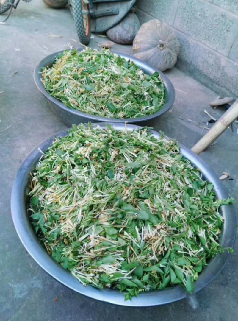云南丽江野生金银花一斤250块