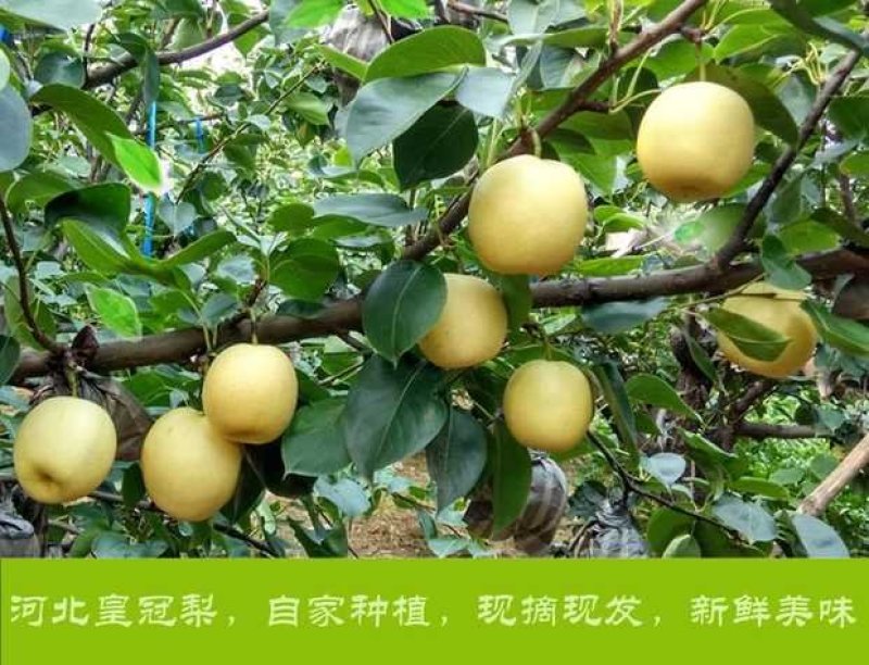 河北皇冠梨24年新款古桥名寺赵州特产一件代发