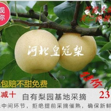 河北皇冠梨24年新款古桥名寺赵州特产一件代发